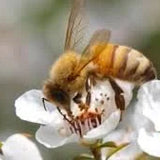Queenstown Manuka 45+ MGO