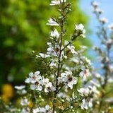 Queenstown Manuka 45+ MGO