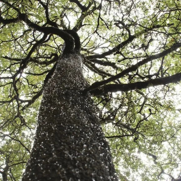 The Dark Horse of New Zealand Honey: Why Beechwood Honeydew is Unlike Anything You've Tasted
