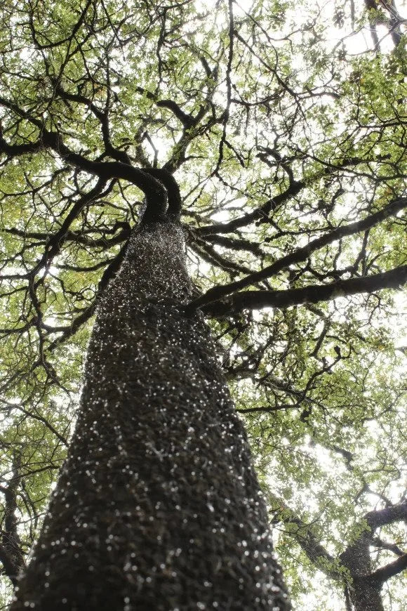 The Dark Horse of New Zealand Honey: Why Beechwood Honeydew is Unlike Anything You've Tasted