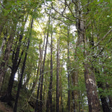 Southern Alps Beechwood Honey Dew