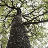 Southern Alps Beechwood Honeydew