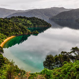 QUEEN CHARLOTTE SOUNDS MĀNUKA 514+ MGO (250g)