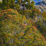 Southern Raw Rata