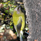 Southern Alps Beechwood Honeydew